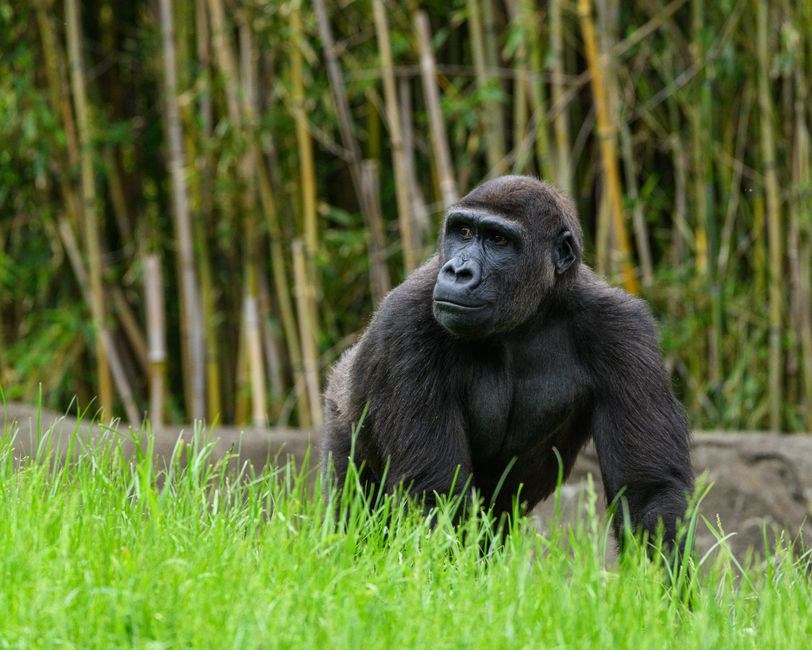 apes unit 8 study guide